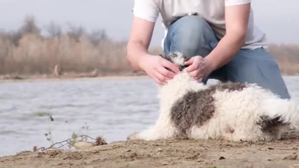 Αρσενικά Χέρια Που Βάζουν Κολάρο Σκύλου Και Λουρί Στο Σκύλο — Αρχείο Βίντεο