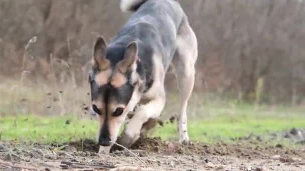 Bonito Misto Cão Raça Cavando Buraco Areia Andando Livre Câmara — Vídeo de Stock