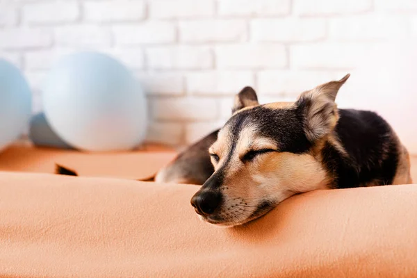 2024 yılının rengi: Şeftali tüyü. Sevimli yorgun melez köpek arka planda balonlarla köpek yatağında uyuyor.
