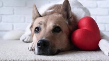 Sevgililer Günü. Köpek kırmızı kalbi tutuyor, halının üzerinde yatıyor.