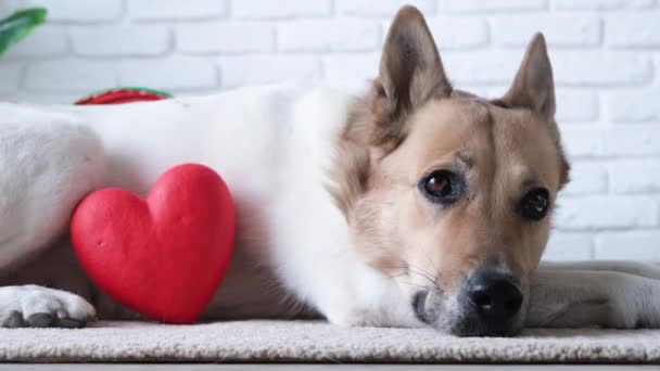 Valentines Day Dog Holding Red Heart Lying Rug Home — Stock Video