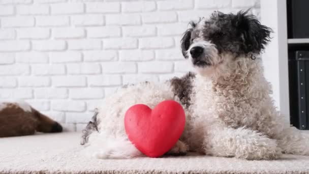 Alla Hjärtans Dag Hund Med Rött Hjärta Liggande Matta Hemma — Stockvideo