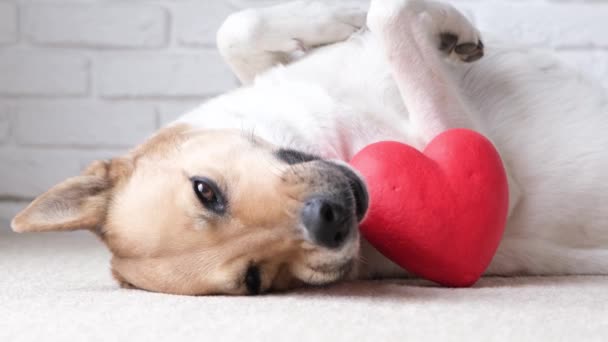 Walentynki Pies Trzymający Czerwone Serce Leżący Dywanie Domu — Wideo stockowe