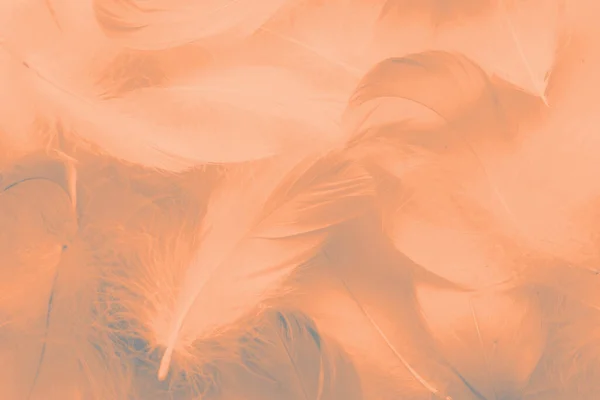 Abstract background. Texture. Fluffy bird feathers. Color of the year 2024: Peach Fuzz.