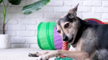 Kedi oyuncak tünelinde yürüyen kedi, köpek yumuşak bir oyuncakla oynuyor.