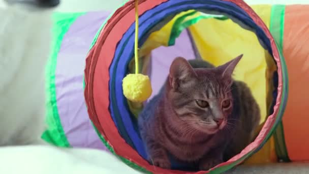 Χαριτωμένο Γατάκι Παίζει Ένα Πολύχρωμο Τούνελ Γάτα — Αρχείο Βίντεο