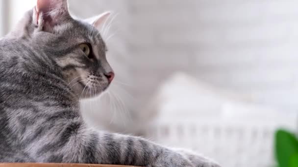 Полосатая Кошка Лежит Столе Смотрит Сторону Копировальное Пространство — стоковое видео