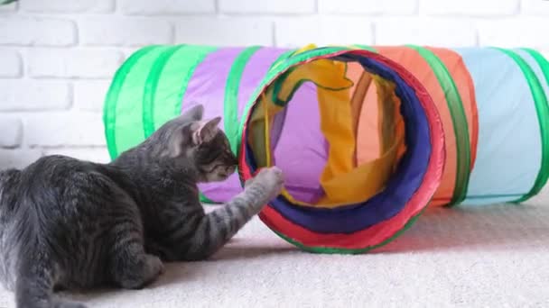 Cute Kitten Playing Colorful Cat Tunnel — Stock Video