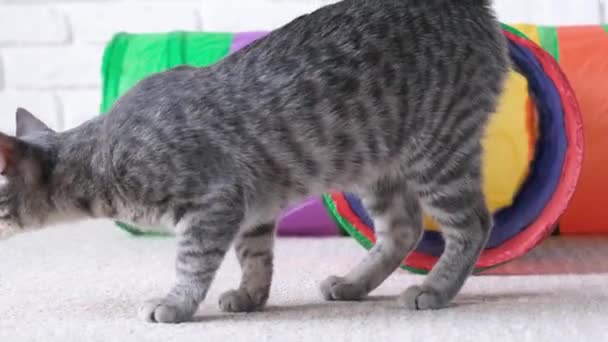 Cute Kitten Playing Colorful Cat Tunnel — Stock Video