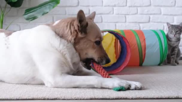 Gato Caminando Gato Juguete Túnel Perro Jugando Con Juguete Suave — Vídeos de Stock