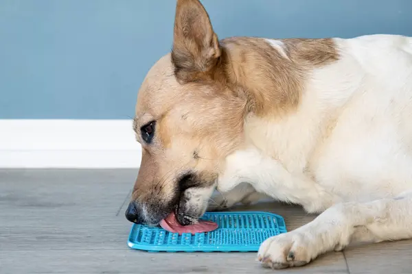 cute dog using lick mat for eating food slowly. snack mat, licking mat for cats and dogs