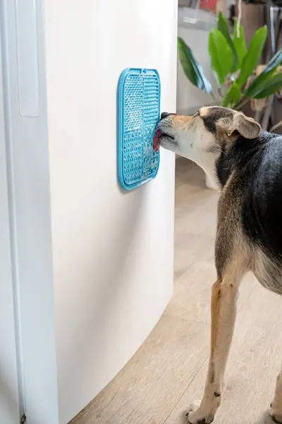 cute dog using lick mat attached to the fridge for eating food slowly. snack mat, licking mat for cats and dogs