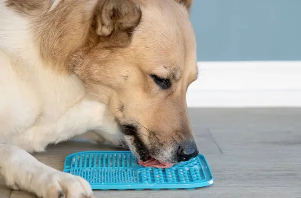 ゆっくり食べるためにリックマットを使用してかわいい犬 スナックマット 猫や犬のためのマットを舐める ロイヤリティフリーのストック画像