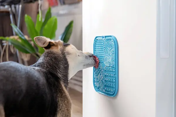ゆっくり食べるために冷蔵庫に取り付けられたリックマットを使用してかわいい犬 スナックマット 猫や犬のためのマットを舐める ロイヤリティフリーのストック画像