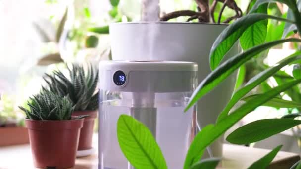 暖房期間中の空気加湿器からの蒸気は 家の植物に囲まれています プラントケア アパートの水分の増加 — ストック動画