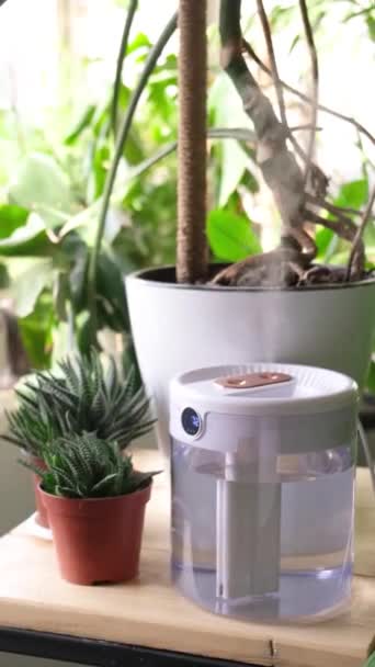 Steam Air Humidifier Heating Period Surrounded Houseplants Plant Care Increasing — Stock Video