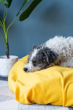 Evcil hayvan bakımı. Şirin bichon friz köpeği evdeki mavi duvarın arkasında sarı evcil hayvan yatağında oturuyor.