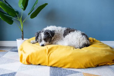 Evcil hayvan bakımı. Şirin bichon friz köpeği evdeki mavi duvarın arkasında sarı evcil hayvan yatağında oturuyor.