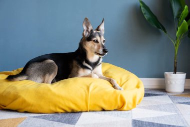Hayvan bakımı. Evdeki mavi duvarda sarı evcil hayvan yatağında oturan sevimli köpek.