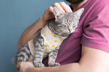 Hayvan sterilizasyonu konsepti. Özel takım elbiseli sevimli kedi portresi ameliyattan sonra iyileşiyor. Adam kediye bakıyor.