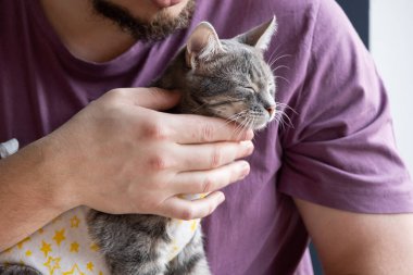Hayvan sterilizasyonu konsepti. Özel takım elbiseli sevimli kedi portresi ameliyattan sonra iyileşiyor. Adam kediye bakıyor.