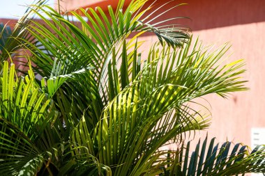 Terracotta duvarında palmiye ağaçları