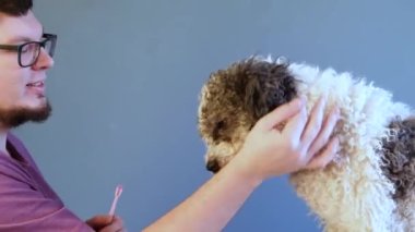 Mavi fırçalı ve yapıştırıcılı genç köpek dişlerini fırçalıyorum. Adam köpeğine diş fırçalıyor.