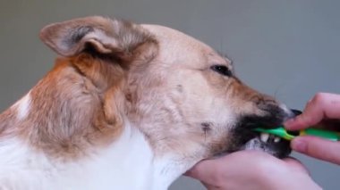Mavi fırçalı ve yapıştırıcılı genç köpek dişlerini fırçalıyorum. Adam köpeğine diş fırçalıyor.