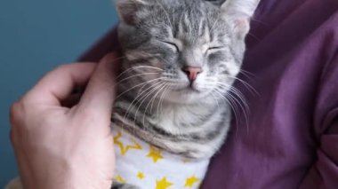 Hayvan sterilizasyonu konsepti. Özel takım elbiseli sevimli kedi portresi ameliyattan sonra iyileşiyor. Adam kediye bakıyor.