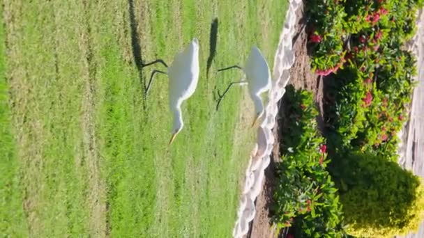 White Crane Kerala Hunting Grass Field Tropical Country — Stock Video