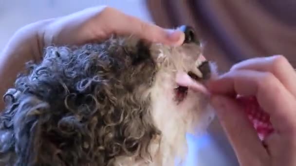 用蓝色刷子刷幼犬的牙 并贴上近视 男人对着他的狗刷牙 — 图库视频影像