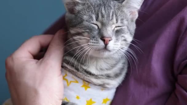 Pet Sterilization Concept Adorable Kitty Portrait Special Suit Bandage Recovering — Stock Video