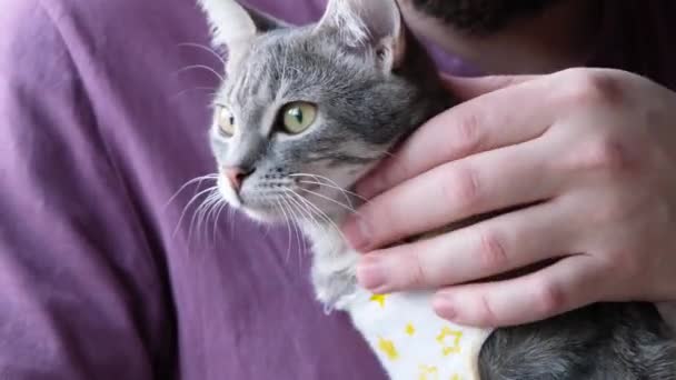ペット殺菌の概念 手術後に回復する特別なスーツ包帯の愛らしいキティの肖像画 猫の世話をする男 — ストック動画