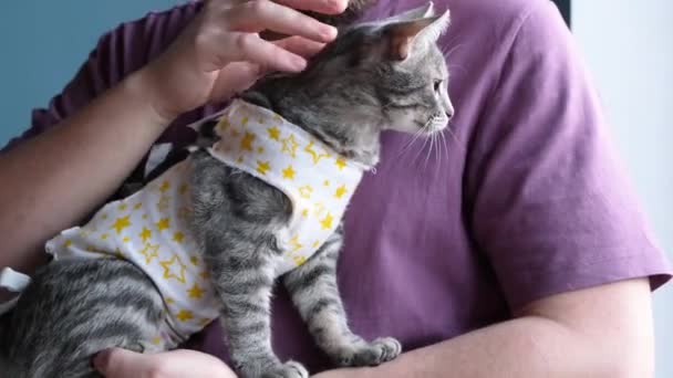 ペット殺菌の概念 手術後に回復する特別なスーツ包帯の愛らしいキティの肖像画 猫の世話をする男 — ストック動画