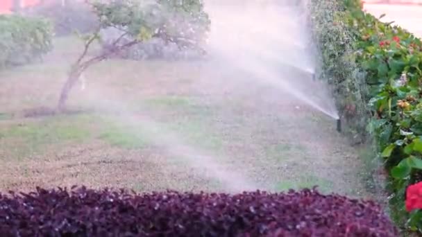 Automatische Tuin Gazon Sprinkler Actie Drenken Groen Gras — Stockvideo