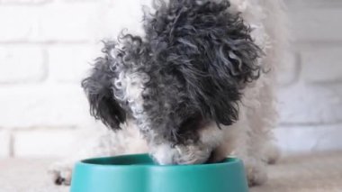 Yavaş beslenmek için kase. Köpek evdeki mavi bir kaseden kuru yiyecekler yiyor, halının üzerinde yatıyor.