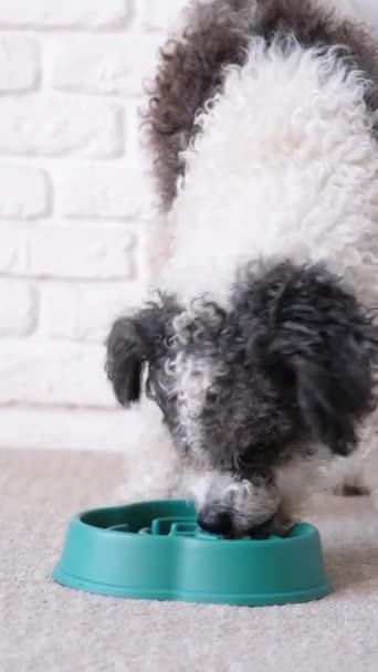 Kom Voor Langzaam Voeren Hond Eet Droog Voedsel Uit Een — Stockvideo