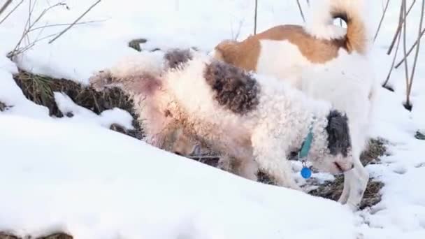 Férfi Sétáltatja Kutyáját Parkban Télen — Stock videók