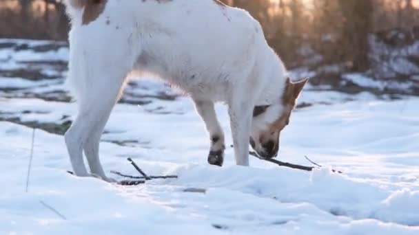 冬天在公园遛狗的人 — 图库视频影像