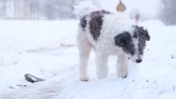 Homem Caminhando Seu Cão Parque Inverno — Vídeo de Stock