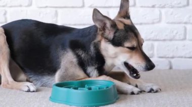 Yavaş beslenmek için kase. Köpek evdeki mavi bir kaseden kuru yiyecekler yiyor, halının üzerinde yatıyor.