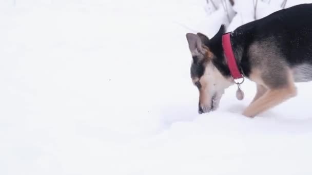 Человек Выгуливает Свою Собаку Парке Зимой — стоковое видео