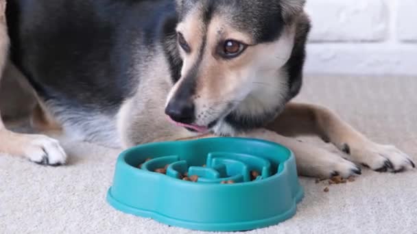 Kom Voor Langzaam Voeren Hond Eet Droog Voedsel Uit Een — Stockvideo
