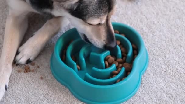 Tigela Para Alimentação Lenta Cão Come Comida Seca Uma Tigela — Vídeo de Stock