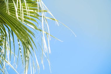 Güzel bir gökyüzünün arka planında palmiye ağaçları, boşluğu kopyala