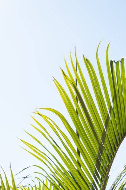 Arka planda güzel bir gökyüzü ve güneşin altında palmiye ağaçları