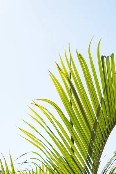 Arka planda güzel bir gökyüzü ve güneşin altında palmiye ağaçları