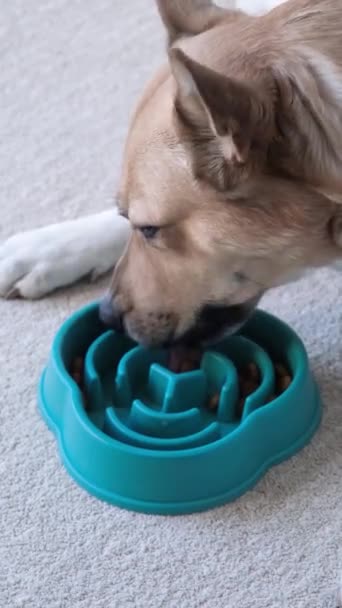 Schale Für Langsame Fütterung Hund Frisst Hause Auf Teppich Liegendes — Stockvideo