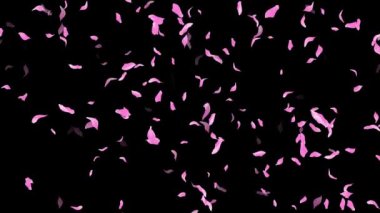 Döngü Pembe Yapraklar Düşüyor, Siyah Arkaplan, Beyaz Arkaplan, Mavi Arkaplan