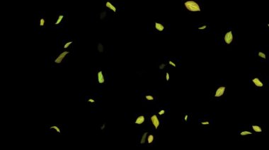 Siyah Arkaplanda Döngülü Yapraklar Animasyonu, Beyaz Arkaplan, Mavi Arkaplan